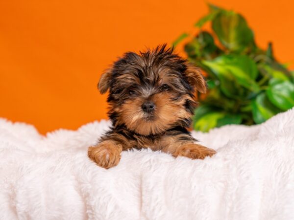 Yorkshire Terrier-Dog-Male-Black and Tan-2724-PetCenter Old Bridge, New Jersey