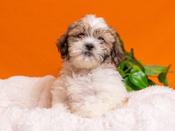 Teddy Bear-Dog-Male-Gold and White-2727-PetCenter Old Bridge, New Jersey