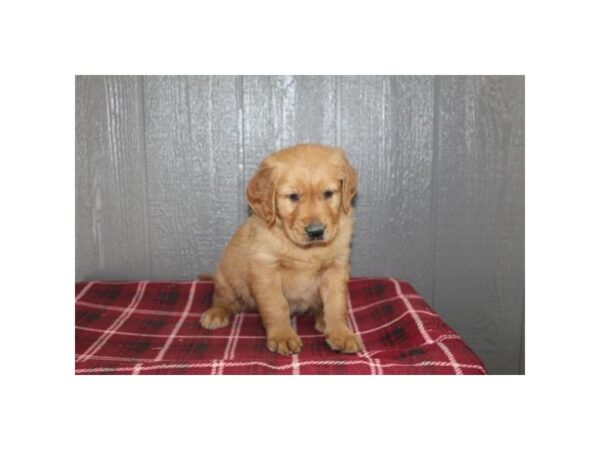 Golden Retriever-Dog-Male-Red-2734-PetCenter Old Bridge, New Jersey