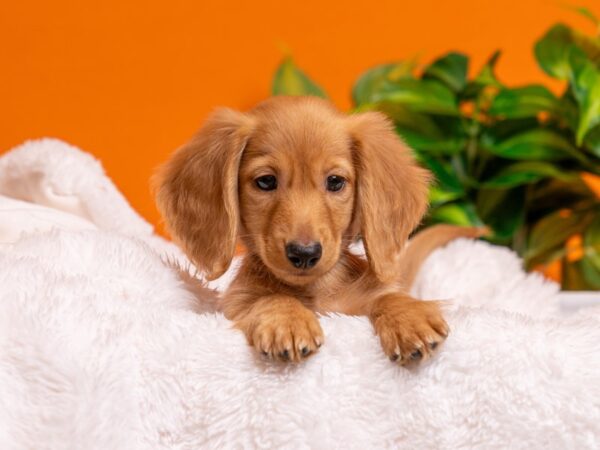 Dachshund-Dog-Male-Red-2733-PetCenter Old Bridge, New Jersey