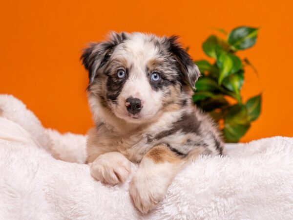 Mini Australian Shepherd-Dog-Male-Blue Merle-2732-PetCenter Old Bridge, New Jersey