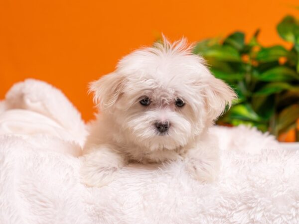 Maltese-Dog-Female-White-2743-PetCenter Old Bridge, New Jersey