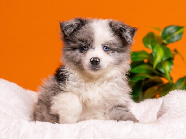 Mini Australian Shepherd-Dog-Male-Blue Merle-2740-PetCenter Old Bridge, New Jersey