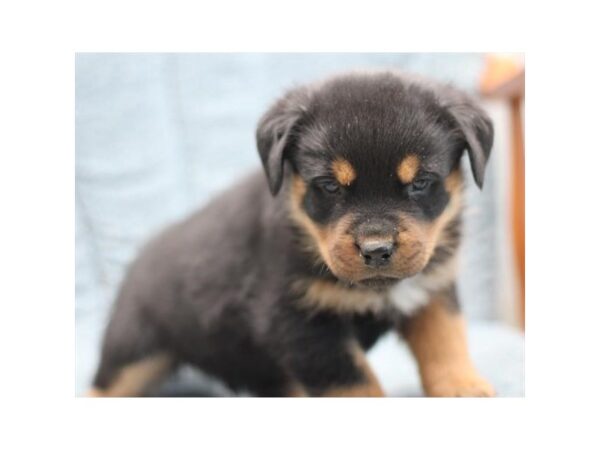 Rottweiler-Dog-Male-Black / Tan-2749-PetCenter Old Bridge, New Jersey