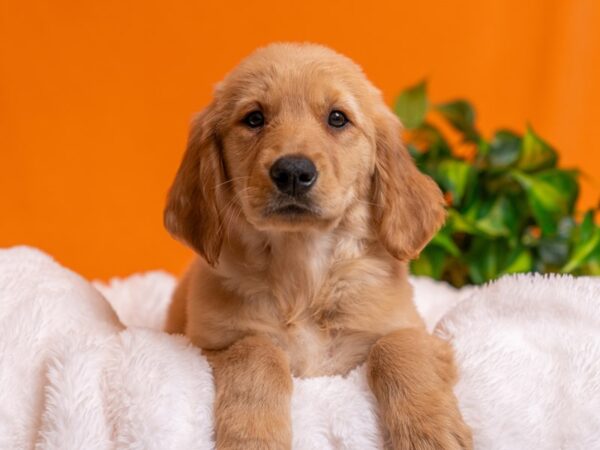 Golden Retriever-Dog-Female-Golden-2760-PetCenter Old Bridge, New Jersey