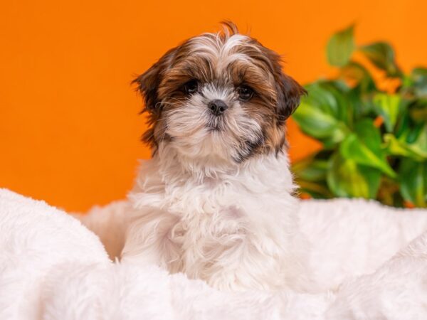 Shih Tzu-Dog-Female-Red and White-2765-PetCenter Old Bridge, New Jersey