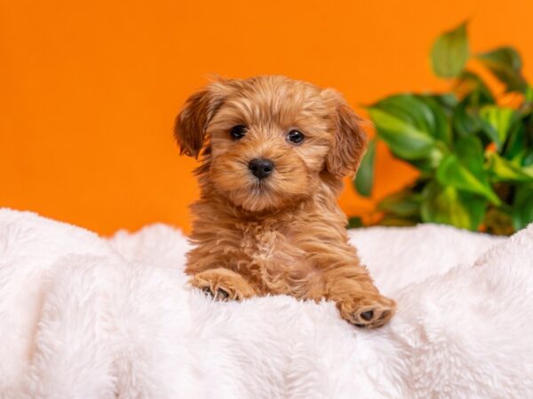 Mini Goldendoodle-Dog-Female-Red-2761-PetCenter Old Bridge, New Jersey