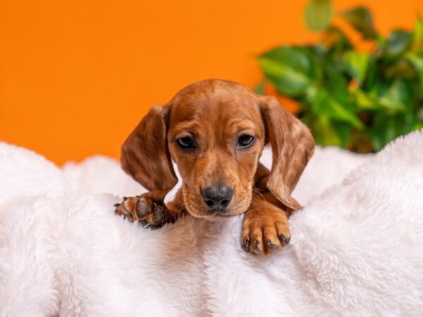 Dachshund-Dog-Male-Red-2763-PetCenter Old Bridge, New Jersey