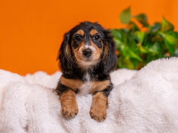 Dachshund-Dog-Female-Black Tri-2750-PetCenter Old Bridge, New Jersey