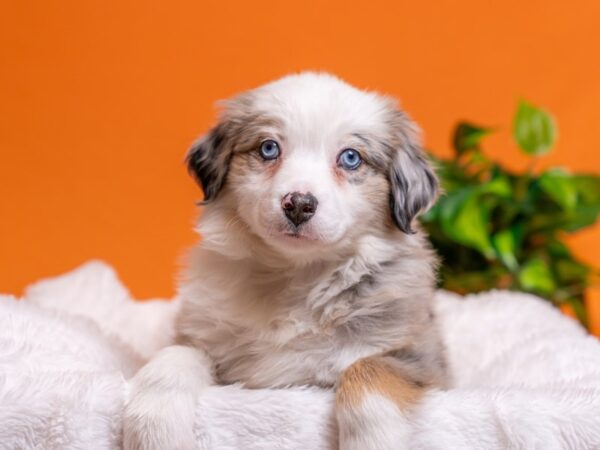 Australian Shepherd-Dog-Male-Blue Merle White and Tan-2786-PetCenter Old Bridge, New Jersey