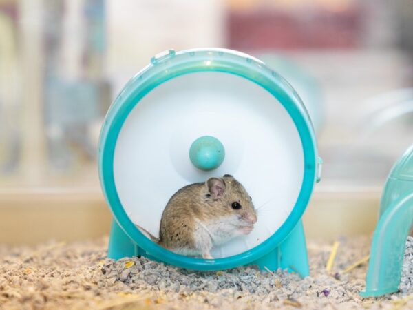 [#H-1272] Female Chinese Dwarf Hamster Small Animals For Sale