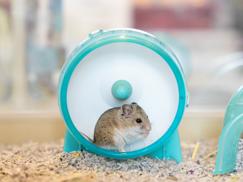 Chinese Dwarf Hamster - H-1272 Image #1