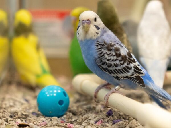 [#P-1054] Parakeets Birds For Sale
