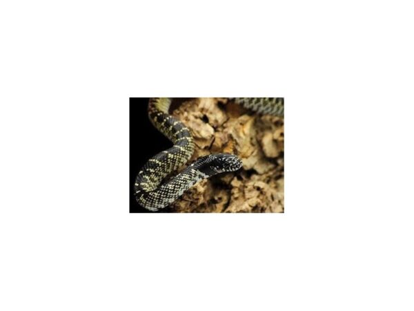 [#R-1257] Desert King Snake Reptiles For Sale