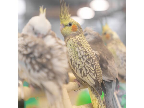 [#C-3254] Lutino Cockatiel Birds For Sale
