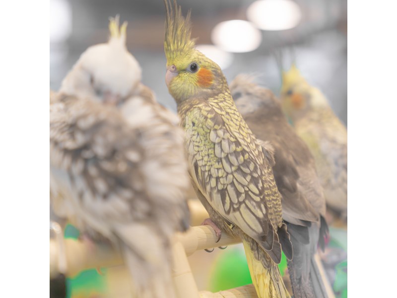 Cockatiel - C-3254 Image #1