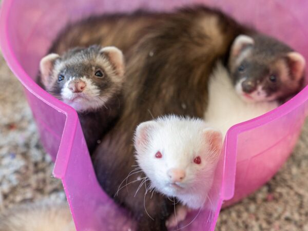 [#F-1254] Marshall Ferret Small Animals For Sale