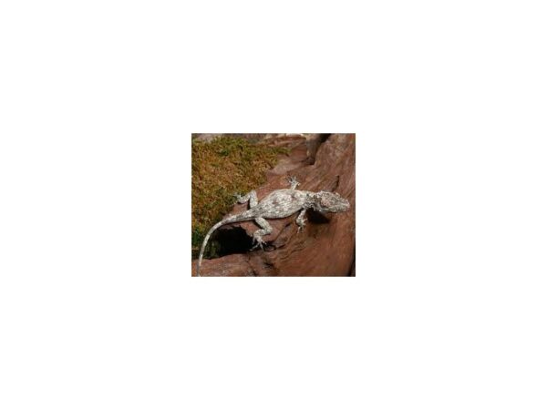 [#R-6148] False Chameleon Reptiles For Sale