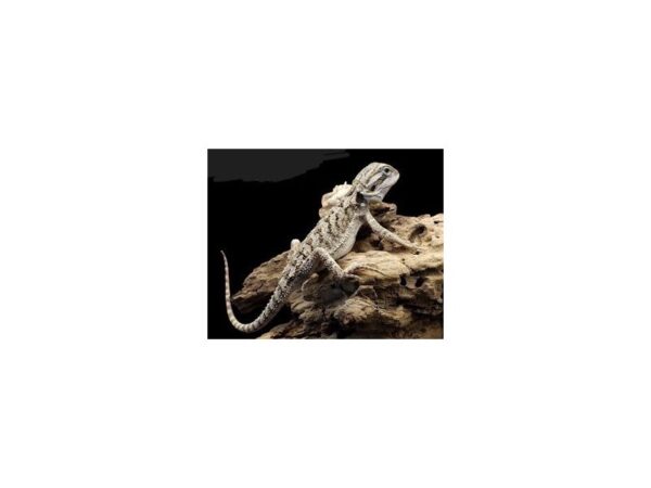 [#R-1524] Bearded Dragon Reptiles For Sale