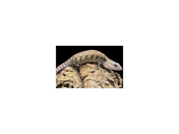 [#R-4978] Het Ivory Blue Tongue Skink Reptiles For Sale