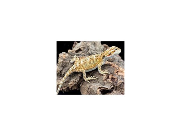 [#R-7845] Citrus Bearded Dragon Reptiles For Sale