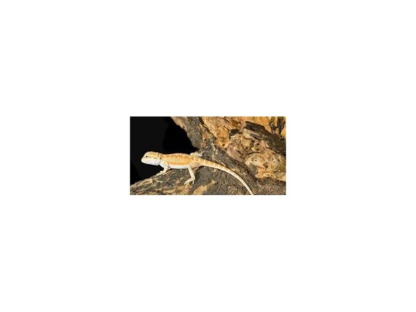 [#R-1478] Citrus Hypo Bearded Dragon Reptiles For Sale