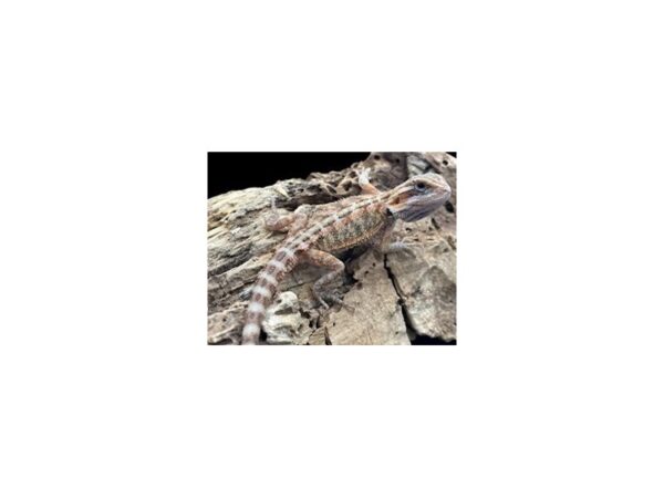 [#R-1287] Translucent Bearded Dragon Reptiles For Sale