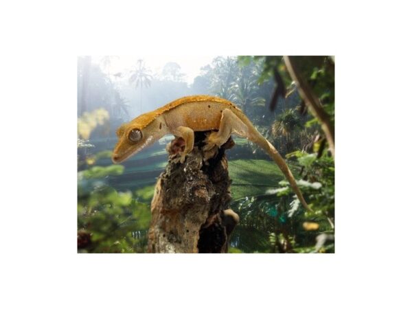 [#R-4658] Assorted Crested Geckos Reptiles For Sale