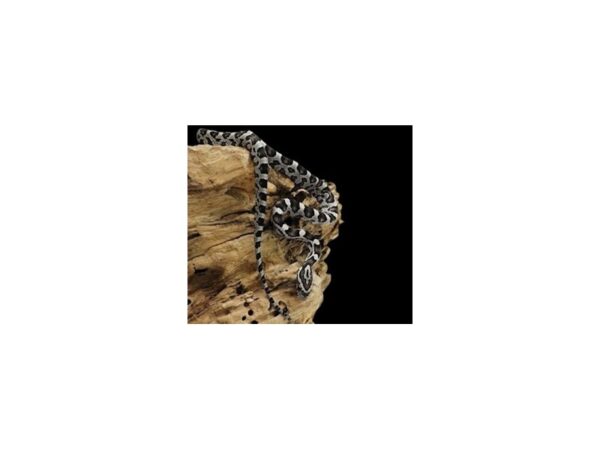 [#R-4785] Corn Snake Reptiles For Sale