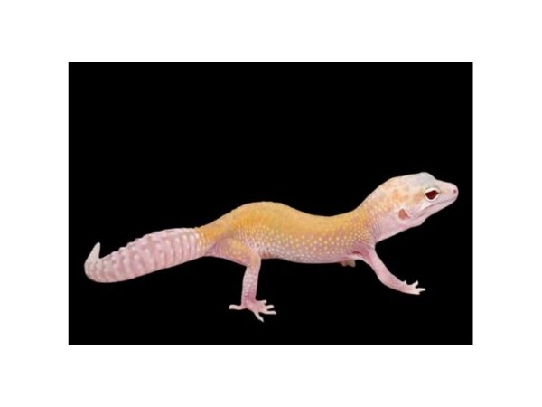 [#R-5231] Raptor Sub-Adult Leopard Gecko (Red Eyes) Reptiles For Sale
