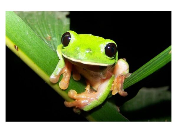 [#R-4785] American Green Tree Frog Reptiles For Sale