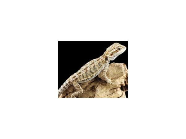 [#R-4569] Bearded Dragon Reptiles For Sale