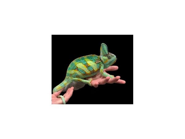 [#R-3290] Male Veiled Chameleon Reptiles For Sale