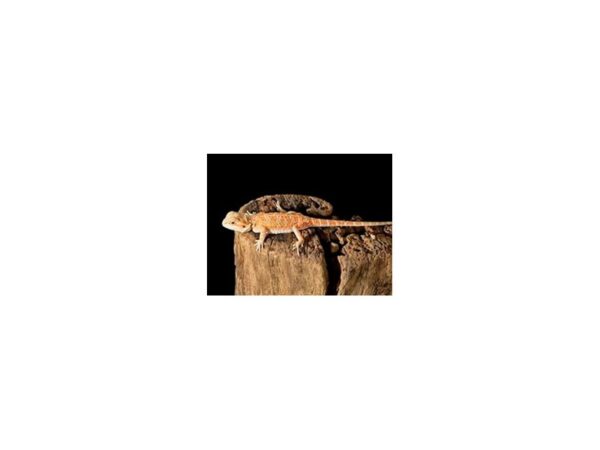 [#R-4896] Red Hypo Bearded Dragon Reptiles For Sale