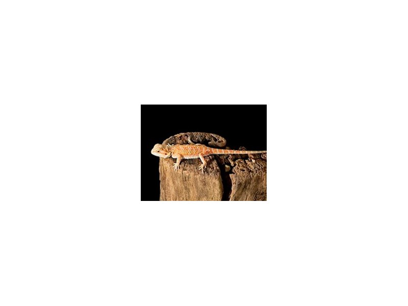Red Hypo Bearded Dragon - R-4896 Image #1