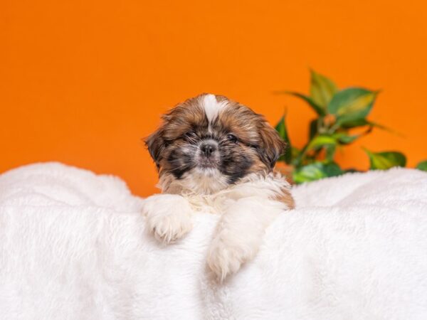 [#3674] Gold / White Male Shih Tzu Puppies For Sale