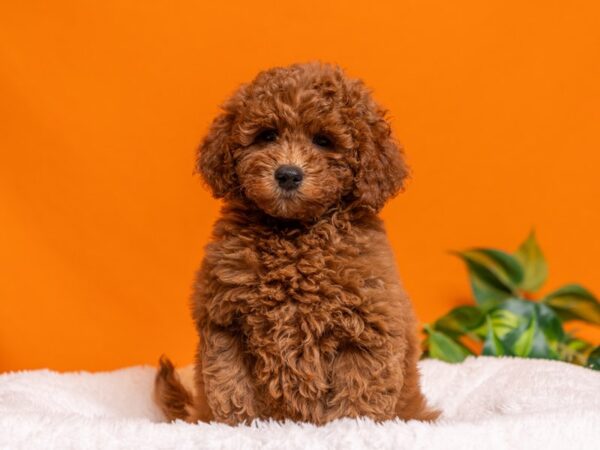 [#3694] Red Female Mini Goldendoodle Puppies For Sale