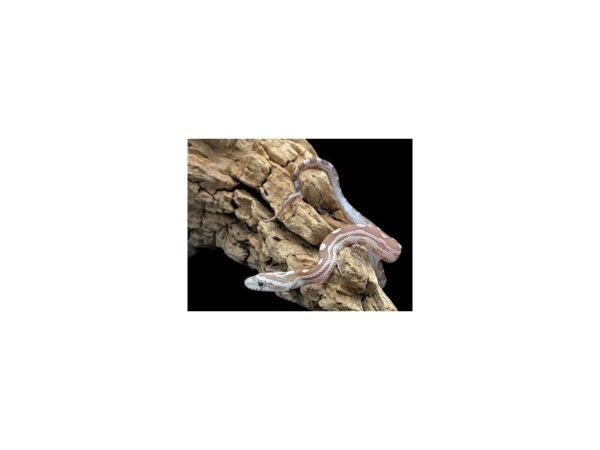 [#3714] Caramel Motely Corn Snake Reptiles For Sale