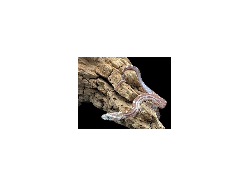Caramel Motely Corn Snake - 3714 Image #1
