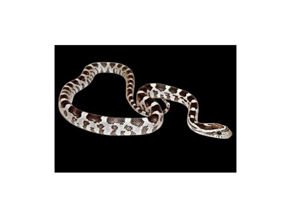 [#3713] Black Corn Snake Reptiles For Sale