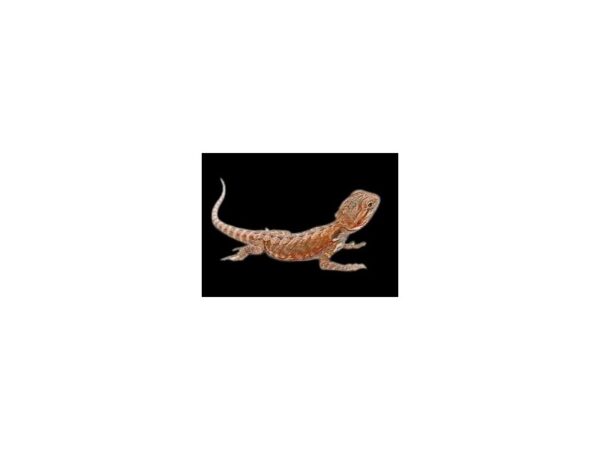 [#3712] Red Leather Back Bearded Dragon Reptiles For Sale