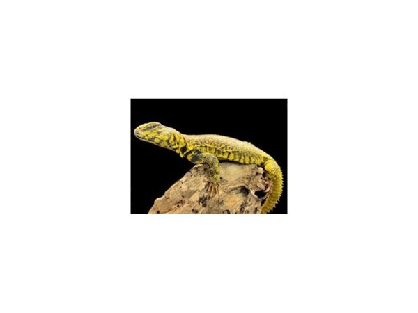 [#3711] Yellow Niger Uromastyx Reptiles For Sale
