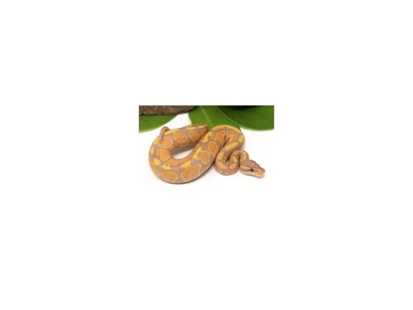 [#3710] Banana Ball Python Reptiles For Sale