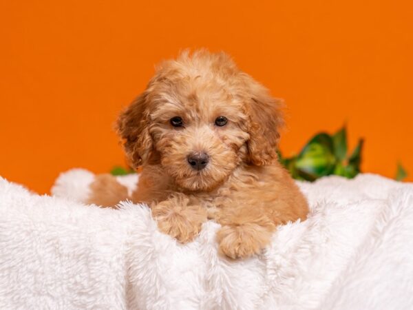 [#3707] Red Female Poodle Puppies For Sale