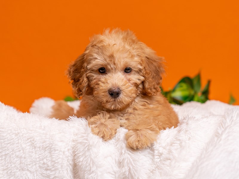 Poodle - 3707 Image #1