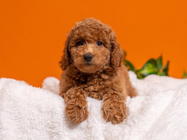 [#3705] Red Female Mini Goldendoodle Puppies For Sale