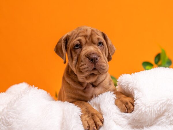 [#3726] Sable Female Mini Hippo Puppies For Sale
