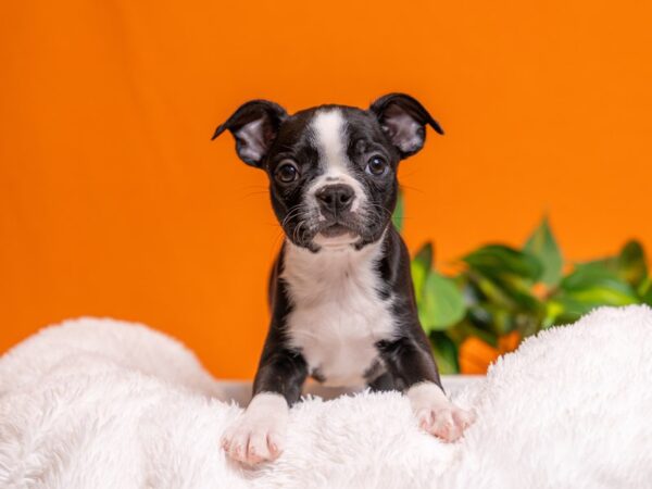 [#3737] Black / White Male Boston Terrier Puppies For Sale
