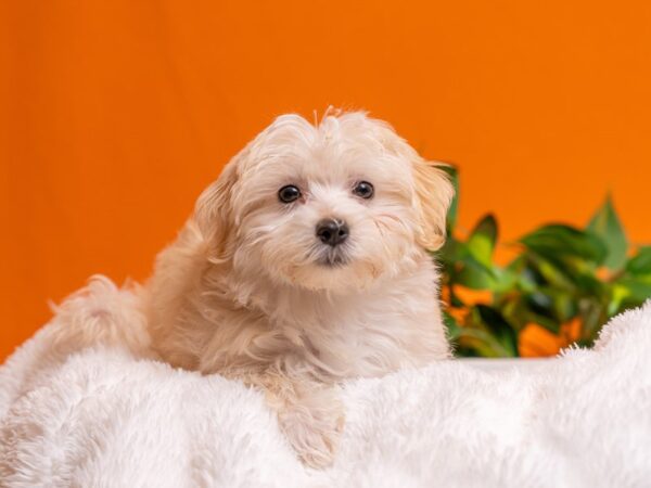 [#3744] Apricot Male Morkie Puppies For Sale