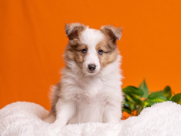 [#3733] Sable / White Female Shetland Sheepdog Puppies For Sale